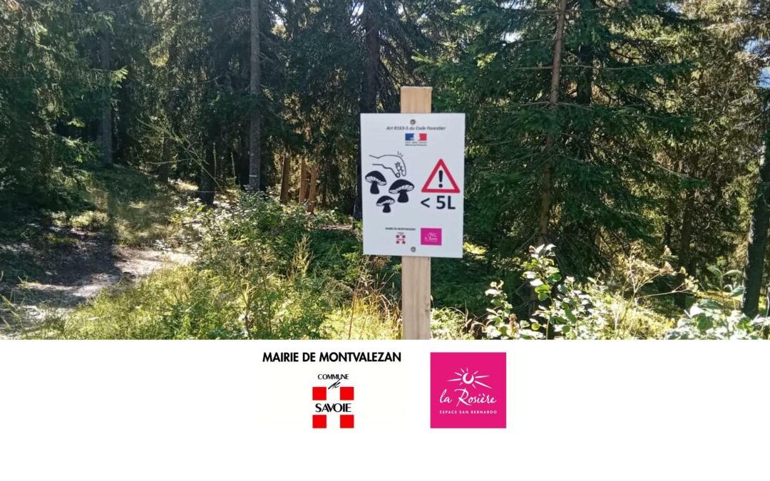 🍄‍🟫 Cueillette des champignons avec modération